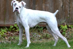 White Boxer Dog Loki Puppy